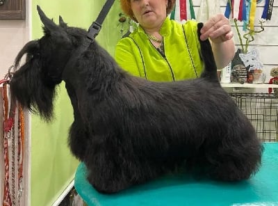 Étalon Scottish Terrier - CH. Roscoff Du Clan Des Seigneurs De L'Aven}