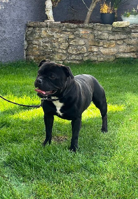 Étalon Staffordshire Bull Terrier - Taiko boomer (Sans Affixe)