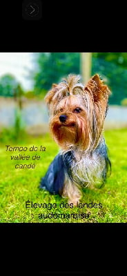 Étalon Yorkshire Terrier - Tempo De la vallee de cande}