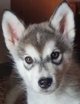 Étalon Alaskan Malamute - Ursula of the Nordic Dream