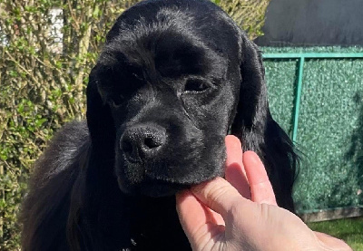 Étalon American Cocker Spaniel - Ubald Angel Of Cooky