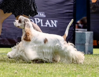 Étalon American Cocker Spaniel - Space bound at meggie 's of jupiter