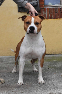 Étalon American Staffordshire Terrier - CH. Thoresteel Standard's gold