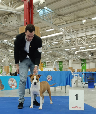 Étalon American Staffordshire Terrier - Thoresteel Vannbert impressive kentucky