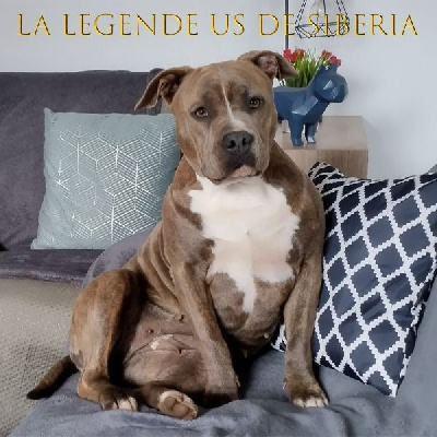 Étalon American Staffordshire Terrier - Siberia hagen lady's Du Petit Brillouard