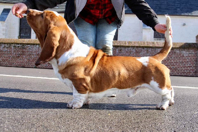 Étalon Basset Hound - Toutatis De La Garde Onirienne