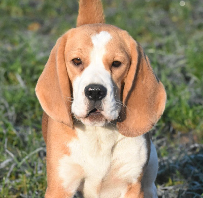 Étalon Beagle - Ulka de la vallée du grand loup