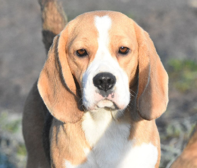 Étalon Beagle - Uzy de la vallée du grand loup