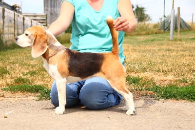 Étalon Beagle - CH. Hopeful a walk in the park De La Meute D'astérion