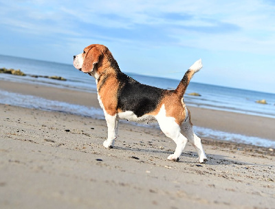 Étalon Beagle - CH. Son ange gardien De La Meute D'astérion