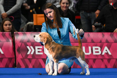 Étalon Beagle - CH. Un dumbo o grandes oreilles De La Meute D'astérion