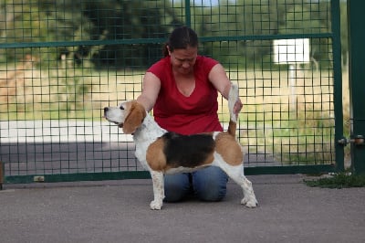 Étalon Beagle - CH. Variegated kirsty vom fürstenauer wald