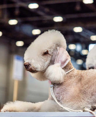 Étalon Bedlington Terrier - CH. Sisley dreams Of Angel's Colors