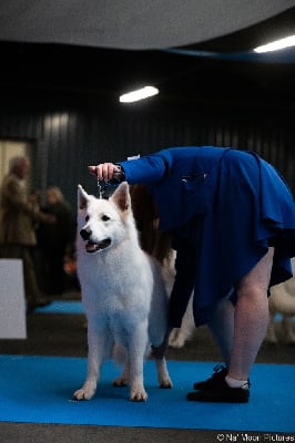 Étalon Berger Blanc Suisse - Thanos elton star De La Vallée Du Rêve Blanc}