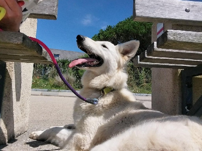 Étalon Berger Blanc Suisse - Tipie (Sans Affixe)