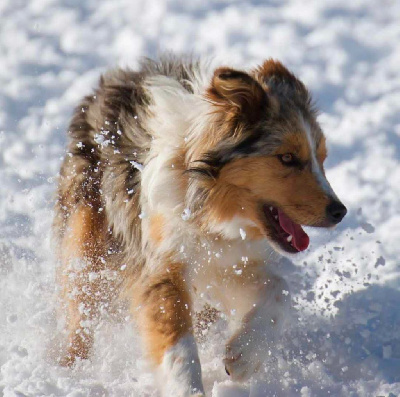 Étalon Border Collie - Lytoux's Spirit Unita