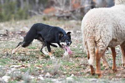 Étalon Border Collie - P'mud du blues des alpages