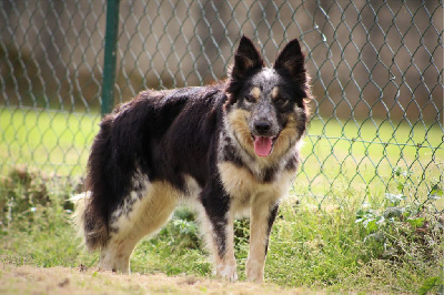 Étalon Border Collie - Utopie Au Royaume D'Une Nuit Etoilée