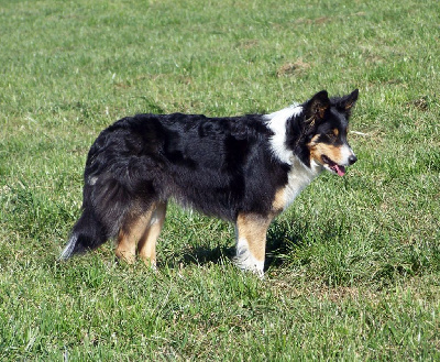 Étalon Border Collie - Ischia blacksheep