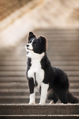 Étalon Border Collie - wabisabi home Zena