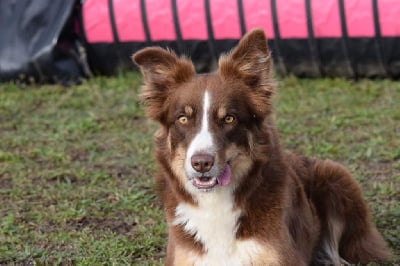 Étalon Border Collie - Reddy Des Joyeux quatre Pattes