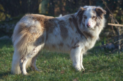 Étalon Border Collie - Show must go on Du Mas Ensoleillé