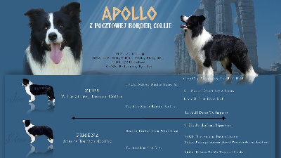 Étalon Border Collie - Apollo z pocztowej