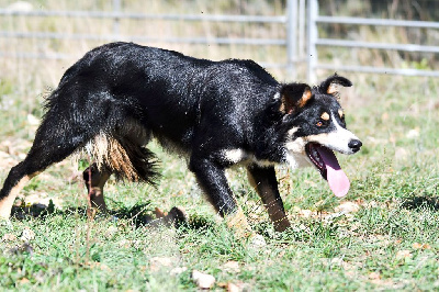 Étalon Border Collie - U'bob (Sans Affixe)