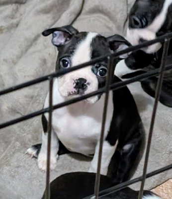 Étalon Boston Terrier - little paradise Vanilla ice