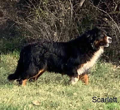 Étalon Bouvier Bernois - Scarlett Du Haras d'Autan