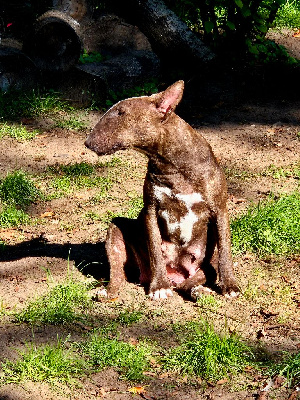 Étalon Bull Terrier - Ratata (Sans Affixe)