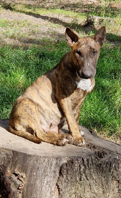 Étalon Bull Terrier - ThaÃ®way Des Bulls Love Of Life