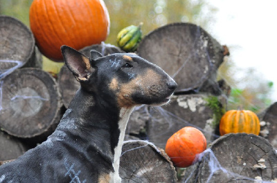 Étalon Bull Terrier - CH. Raclette (Sans Affixe)