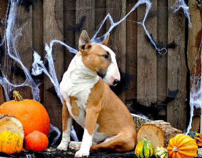 Étalon Bull Terrier - Thunder rumbling Master Of Heart