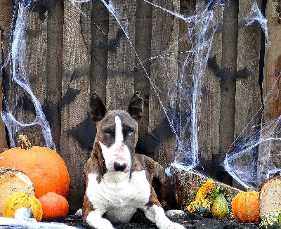 Étalon Bull Terrier - Phoenix du domaine du moulin d'allamont