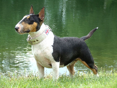 Étalon Bull Terrier Miniature - CH. Spirit Of Liberty TaÏga