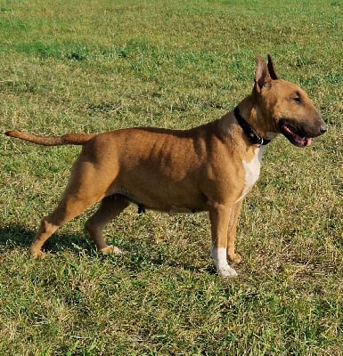 Étalon Bull Terrier - Raiz (Sans Affixe)