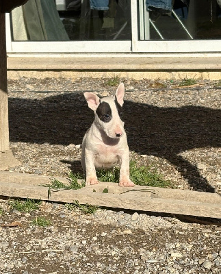 Étalon Bull Terrier - Violette bridgerton Des Minis De Ryosie