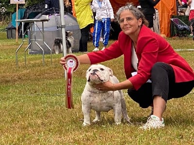 Étalon Bulldog Anglais - CH. Hope Diamond Uva bianca