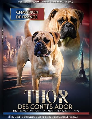 CH. Thor Des Conti's Ador