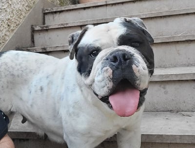 Étalon Bulldog continental - Santana Des Conti's Ador