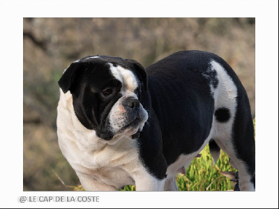 Étalon Bulldog continental - Rosalie des perles noires de Beaume