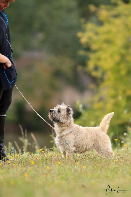 Étalon Cairn Terrier - CH. Ch.jiloma de la terrardiere