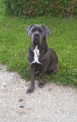 Étalon Cane Corso - RÉal Des Légendes De Jade