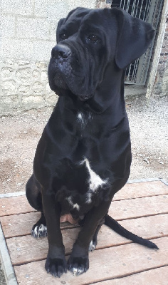 Étalon Cane Corso - Tabatha de la Dynastie des Sages