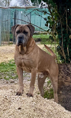 Étalon Cane Corso - CH. Sun Des Gardiens De Cebenna