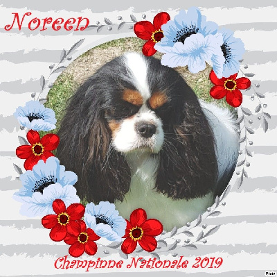 Étalon Cavalier King Charles Spaniel - CH. Noblesse oblige Des Hauts De La Chaume