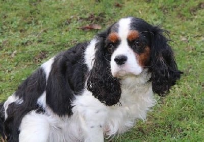 Étalon Cavalier King Charles Spaniel - Pandora du domaine de Runneval