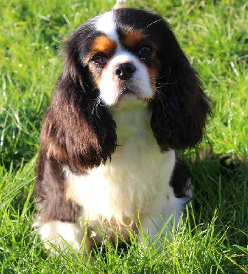 Étalon Cavalier King Charles Spaniel - The first lady Du Mas Balgo