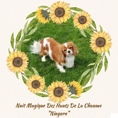 Étalon Cavalier King Charles Spaniel - Nuit magique Des Hauts De La Chaume